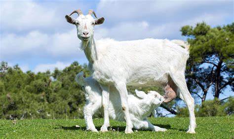 Kurban Bayramı ve Çocuk Psikolojisine Etkisi